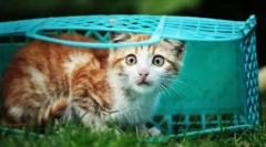 Не плашете се, јас сум со вас: помогнете на пасат маче